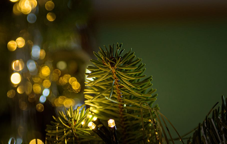 christmas, decoration, christbaumkugeln, lichterkette, lighting, december, gold, tannenzweig, christmas time, christmas background
