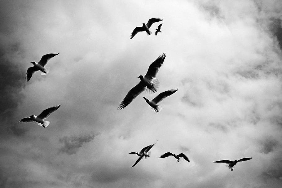 grayscale photography, flock, flying, gulls, cloudy, sky, nine, birds, wings, animals