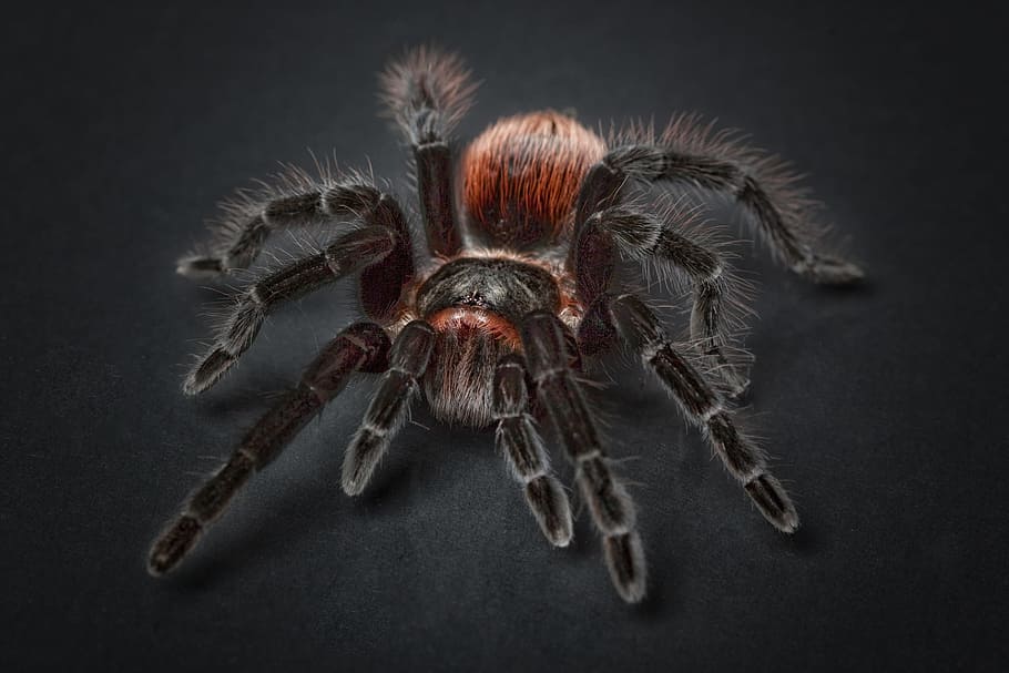 hitam, merah, tarantula, closeup, fotografi, labah-labah, arachnofobia, serangga, berbulu, makro