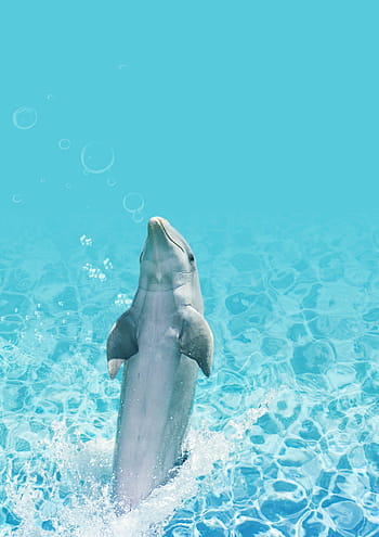 Page 2 | Royalty-free dolphin photos free download | Pxfuel