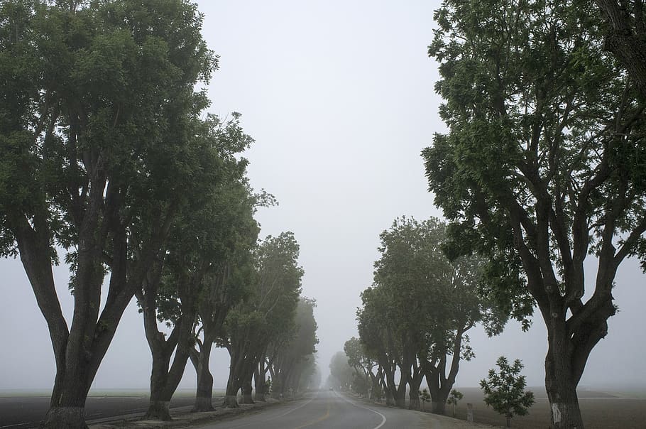 grey, fog, trees, leaves, road, fields, tree, plant, the way forward, direction