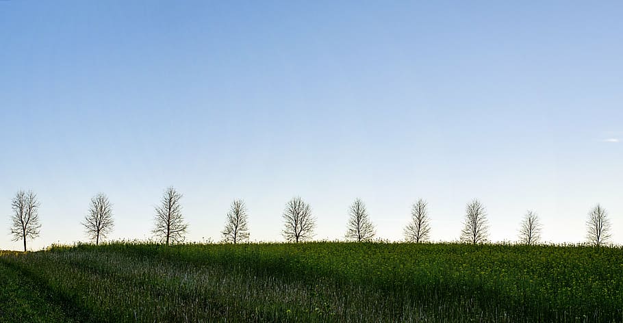 trees, nature, outdoor, sky, pano, line, agriculture, clear sky, field, landscape