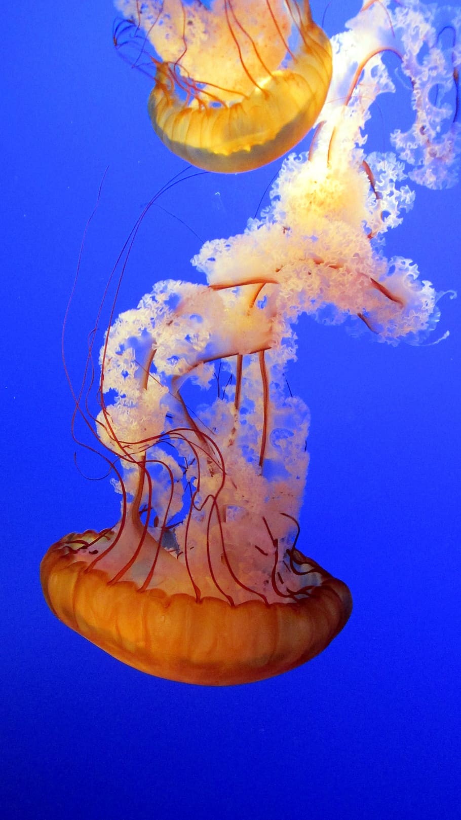two, jellyfishes, swimming, sea, jellyfish, blue, underwater, marine, aquarium, exotic