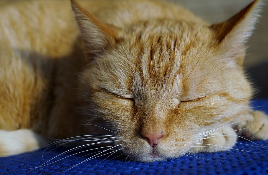 cat, rest, recreation, siesta, pet, animal, tomcat, detailed, domestic cat, peace