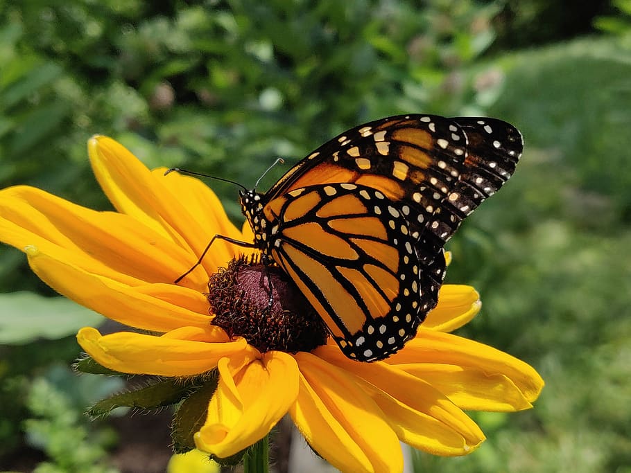 monarch, butterfly, monarch butterfly, black-eyed susan, flower, beauty in nature, flowering plant, fragility, insect, invertebrate
