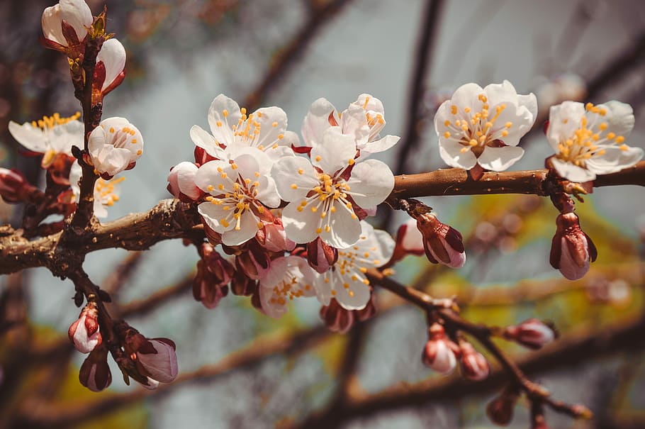 selective, focus photography, white, cherry, blossoms, flower, tree, spring, flowering branch, flowering tree