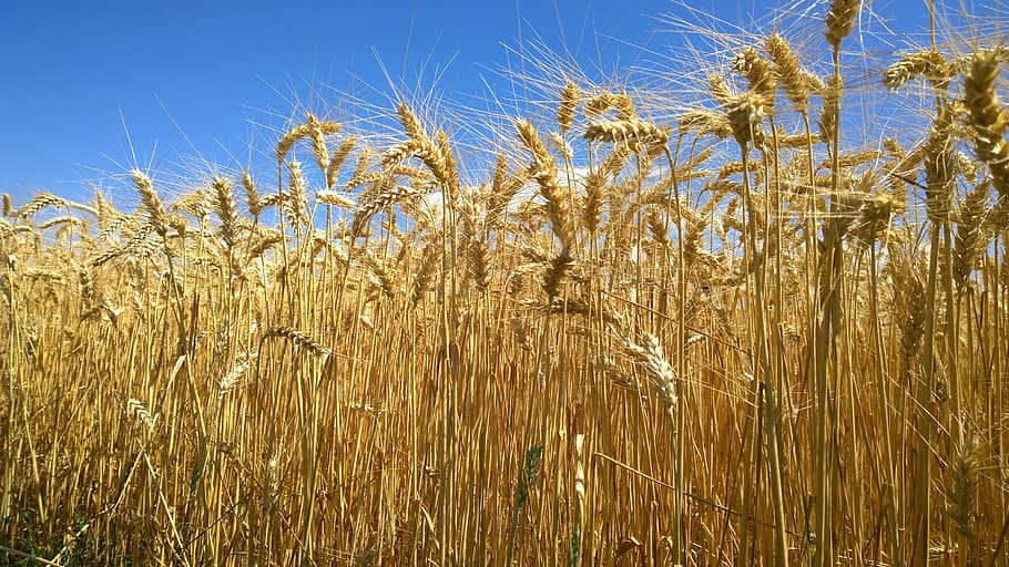 field, the grain, the production of grain, barley, slovakia, plant, cereal plant, crop, agriculture, growth