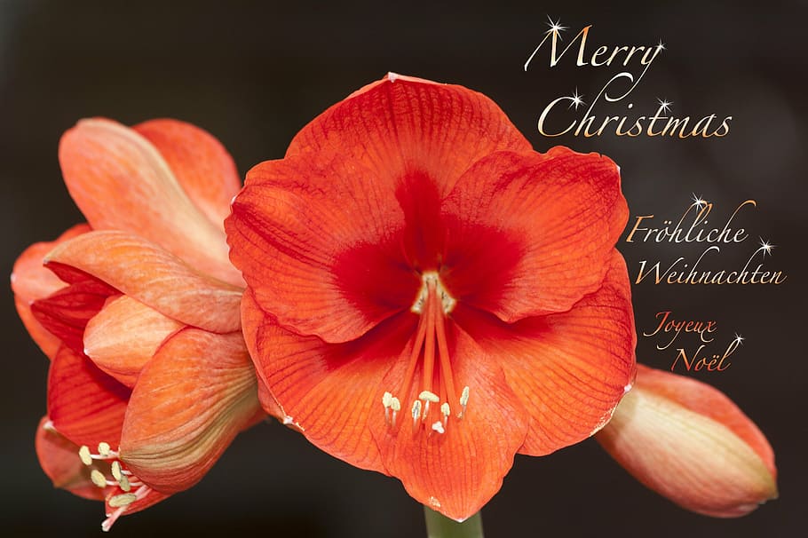 red, amaryllis flowers, merry, christmas text overlay, amaryllis, flower, plant, botany, doldiger pollen, close