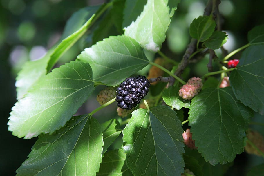 Mulberry Tree, the berries of the mulberry tree, berry, black berries, macro, sweet, mulberry, black mulberry, leaf, green color