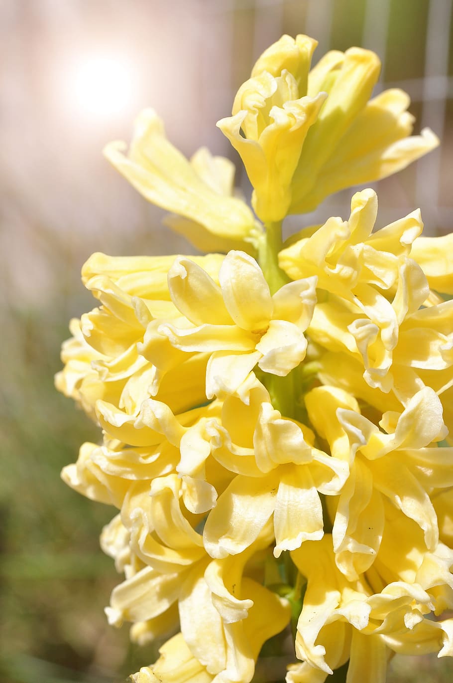 Hyacinth, Yellow, Flowers, Garden, spring flower, early bloomer, spring, light, sunlight, close