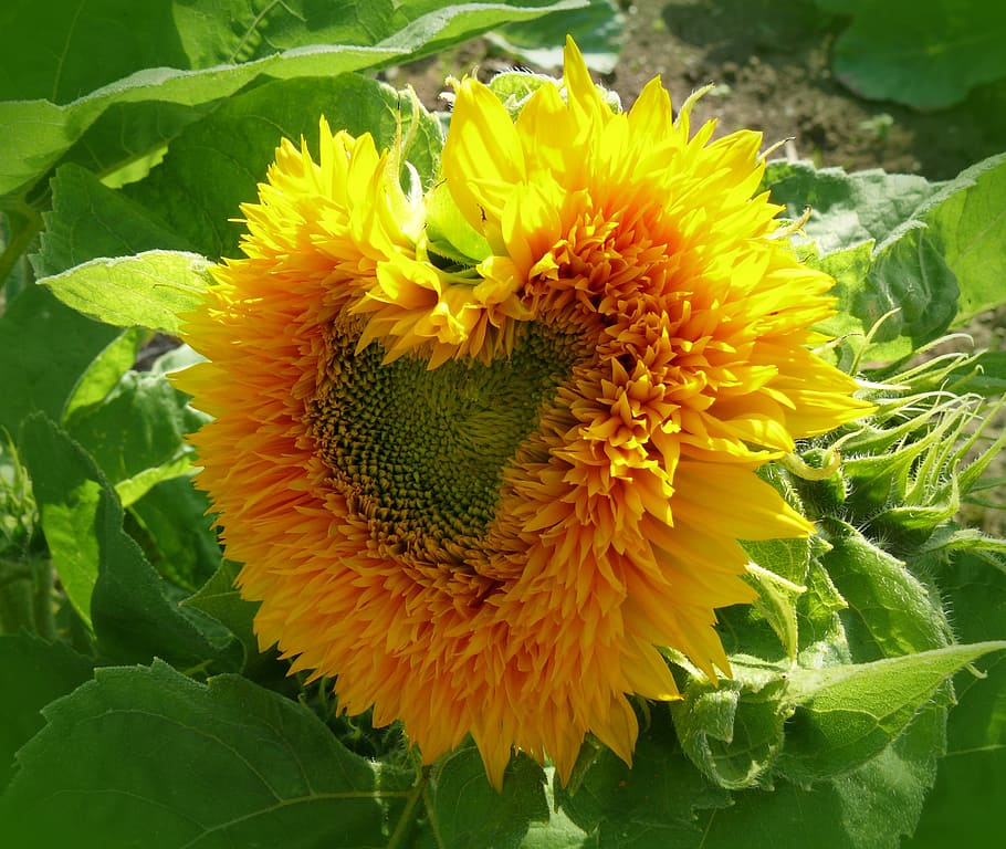heart-shaped, yellow, sunflower, daytime, sun flower, heart, heart shaped, sunny, flower, blossom