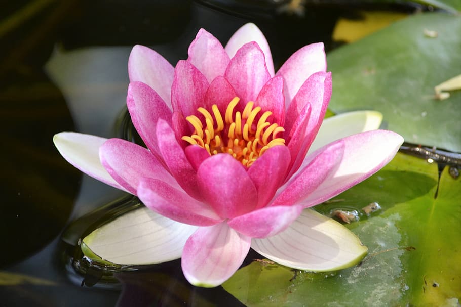 pink, bunga lotus mekar penuh, bunga lotus, lotus, taman, kolam, air, bunga, air Lily, teratai Air Lily