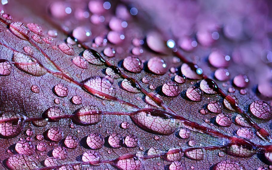 purple, leaf plant, dew, micro, photography, leaf, plant, abstract, art, artistic