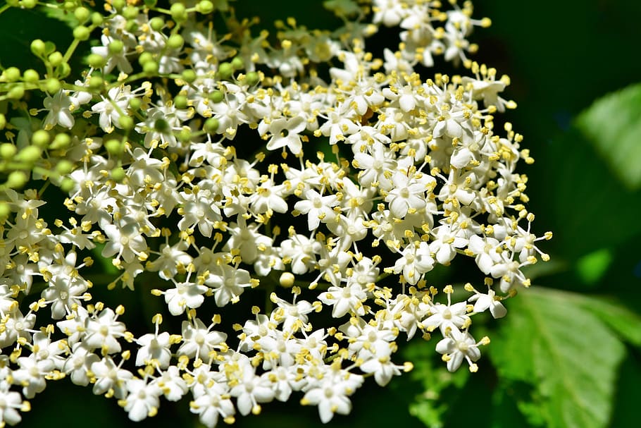 close, photography, white, cluster flowers, elder, elderflower, holder bush, black elderberry, elderberries, holder
