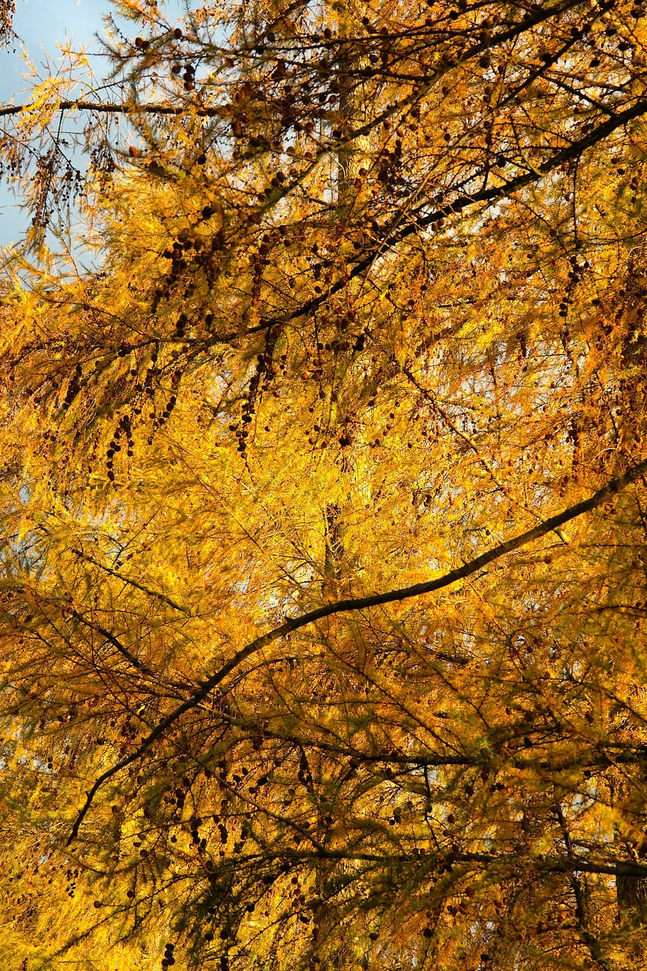 秋の色, 色, 黄色, ゴールデン, 葉, 針, タップ, ヨーロッパのカラマツ, 木, カラマツ