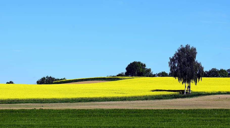 oilseed rape, field of rapeseeds, yellow, field, landscape, summer, rapeseed oil, nature, rare plant, spring