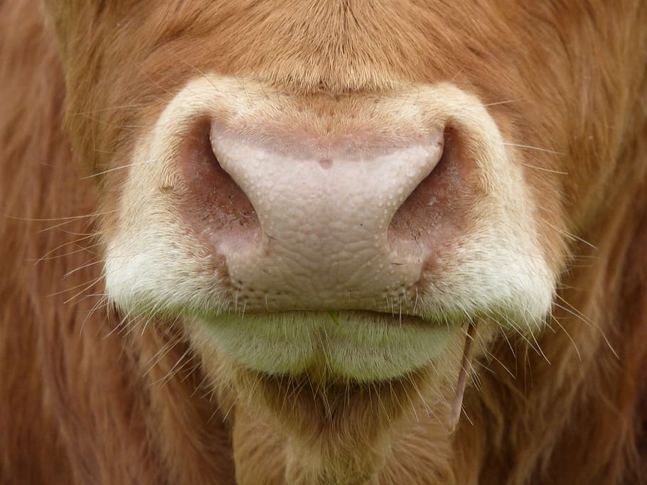 close-up photography, brown, cow nose, cows nose, cow, mammal, farm animal, beef, oxen, cows