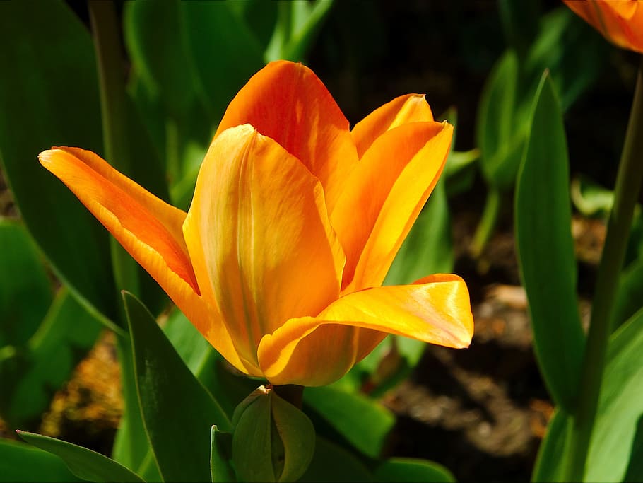 macro shot photo, orange, flower, tulip, perennial, background, spring blossom, yellow, sunny, bulb flower