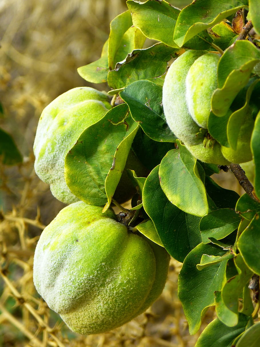 японская груша фото плоды куст