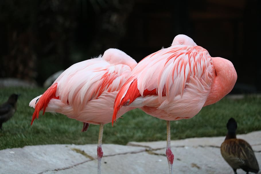 two flamingo, pink, pink flamingo, wildlife, two, feather, bird, colorful, pair, togetherness