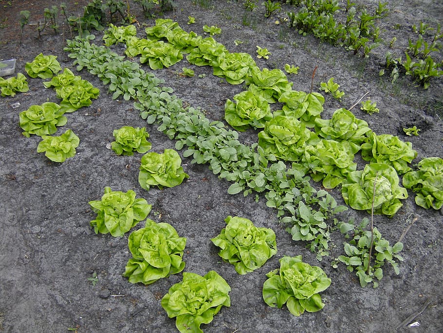 garden, green, leafed, plants, kitchen garden, vegetable, lettuce, radish, green color, high angle view