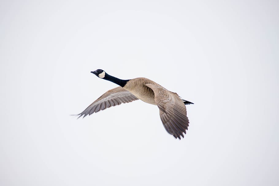 canada goose, fly, animals in the wild, animal wildlife, bird, animal themes, animal, vertebrate, flying, spread wings
