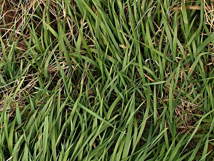 Sedge, Rumput, Kering, Musim Semi, Sedotan, rumput kering, warna hijau, full frame, tanaman, latar belakang