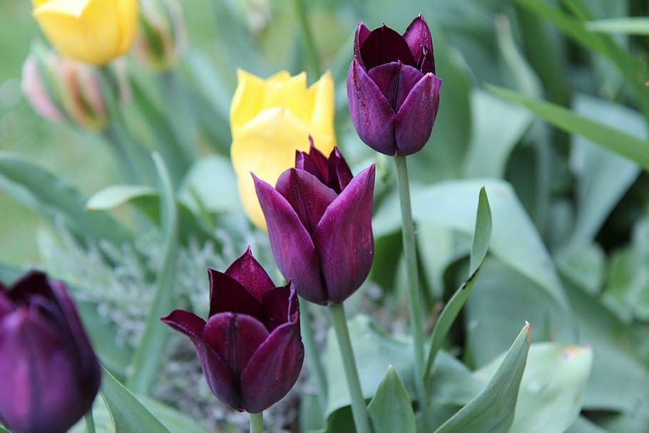 tulips, tulip bordeaux, tulip spring, flowering plant, flower, plant, beauty in nature, freshness, petal, vulnerability