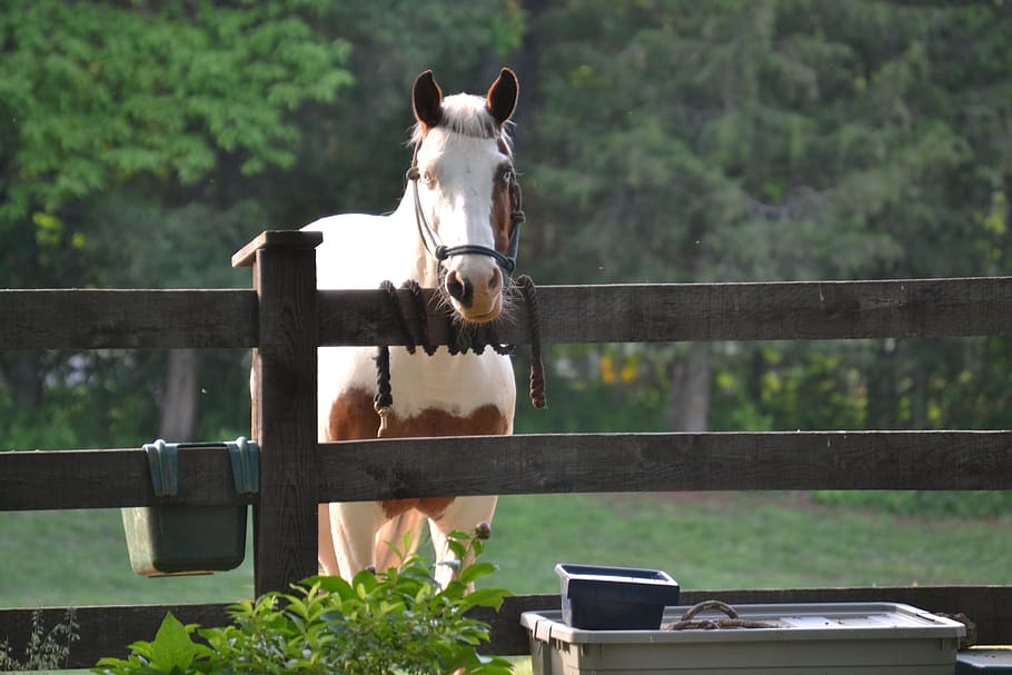 horse, fence, country, outdoors, mammal, domestic, domestic animals, pets, animal themes, animal