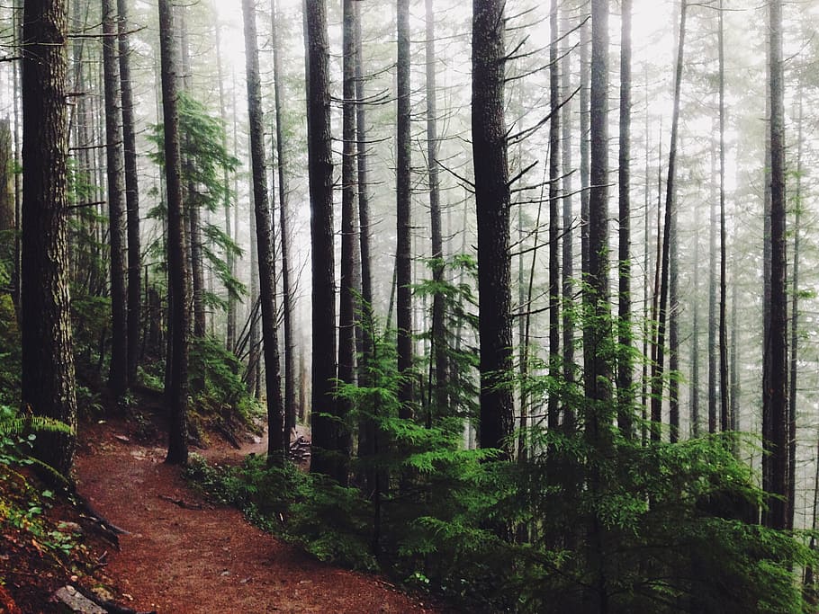 fotografia de paisagem, árvores, floresta, névoa, dia, tempo, bosques, trilha, caminho, caminhada