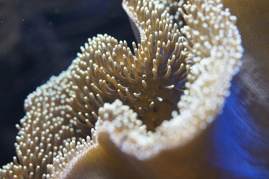 coral reef, anemone, underwater, underwater world, aquarium, water, sea, ocean, sea animal, meeresbewohner