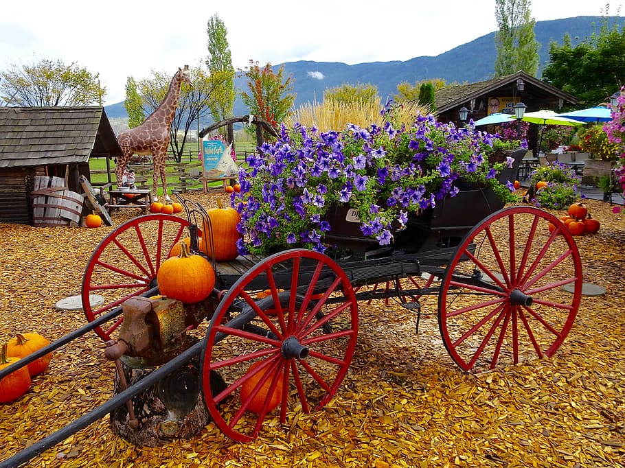 Cart, Flowers, Decoration, Wagon, carriage, decorated, floral, wagon wheel, wheel, agriculture