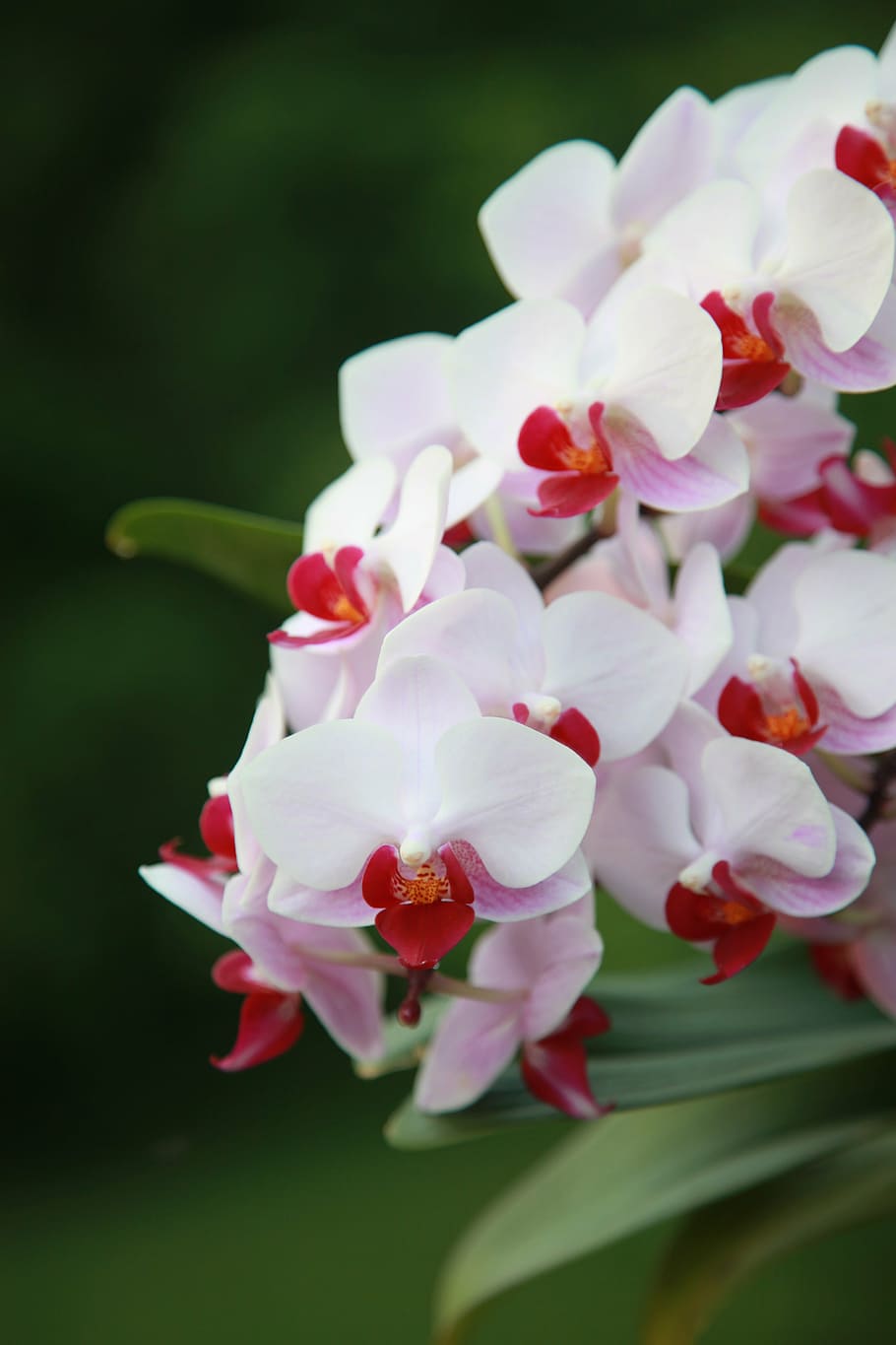 orquídea, flor, floral, primavera, pétala, flora, florescer, haste, jardim, botânica