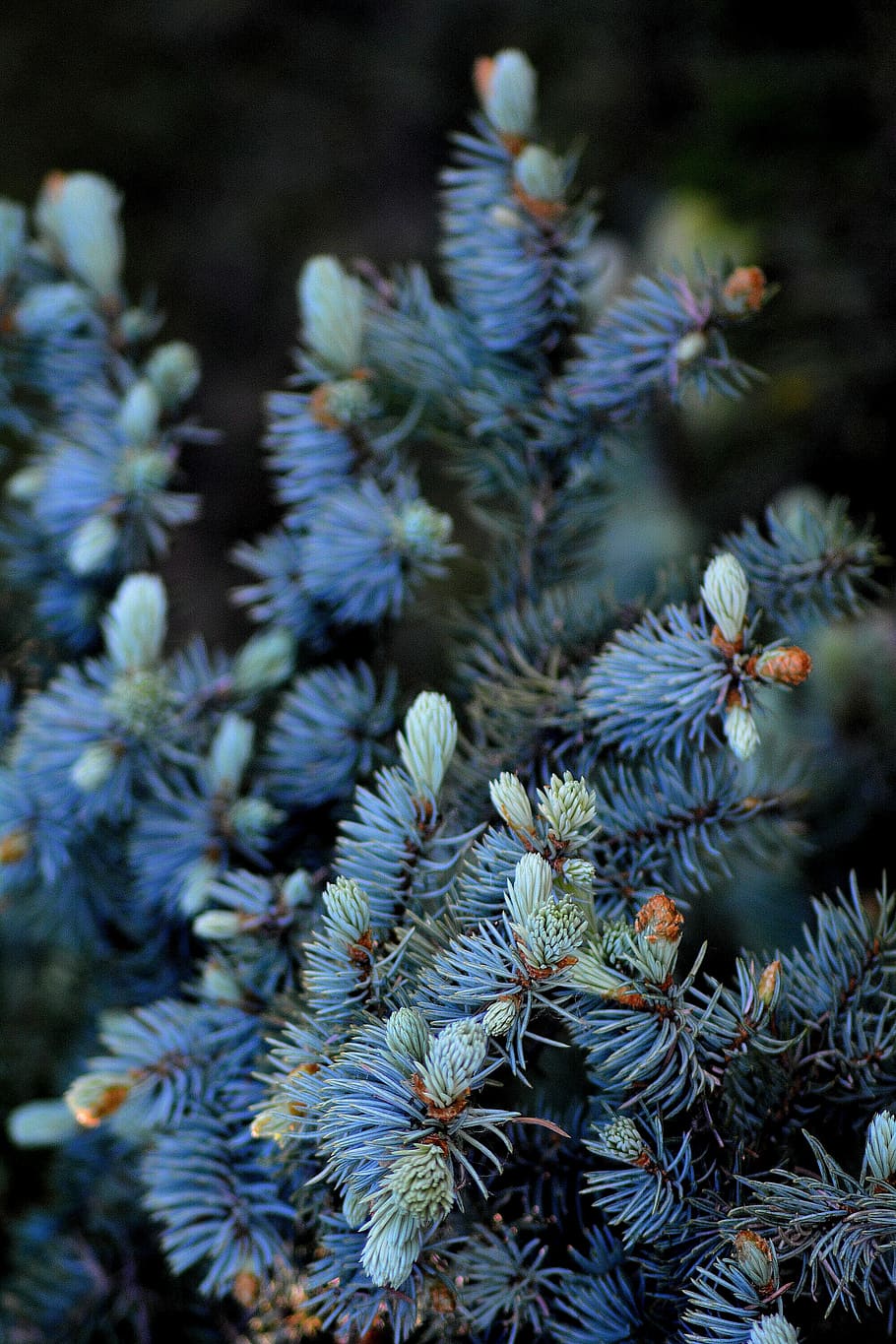spring, spruce, blue, update, growth, plant, close-up, focus on foreground, day, nature