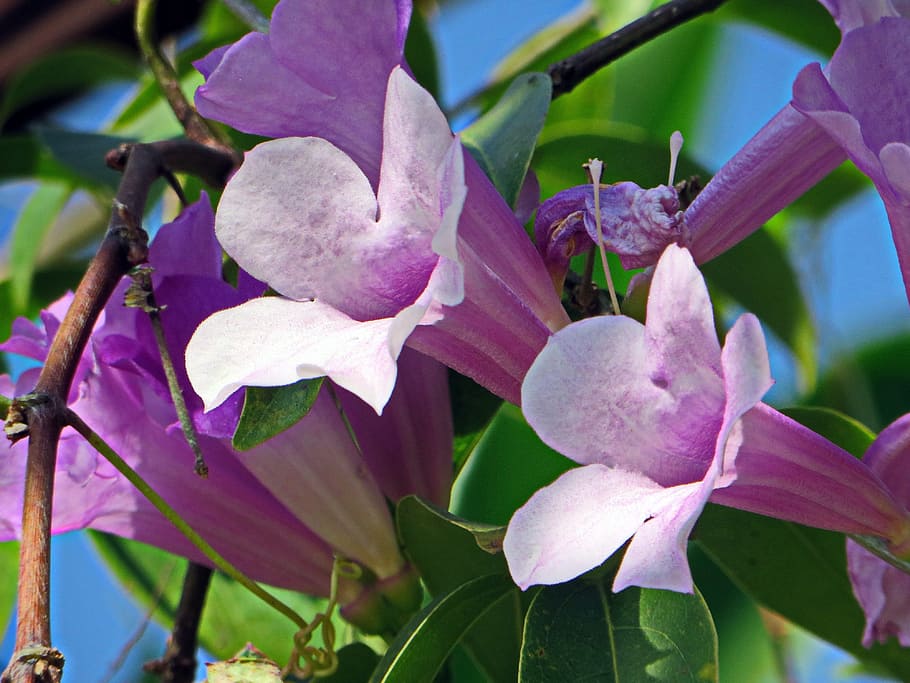 Laos, flor morada, flor, ramo, flores de color púrpura, violeta, flor  silvestre, exótica, púrpura, naturaleza | Pxfuel