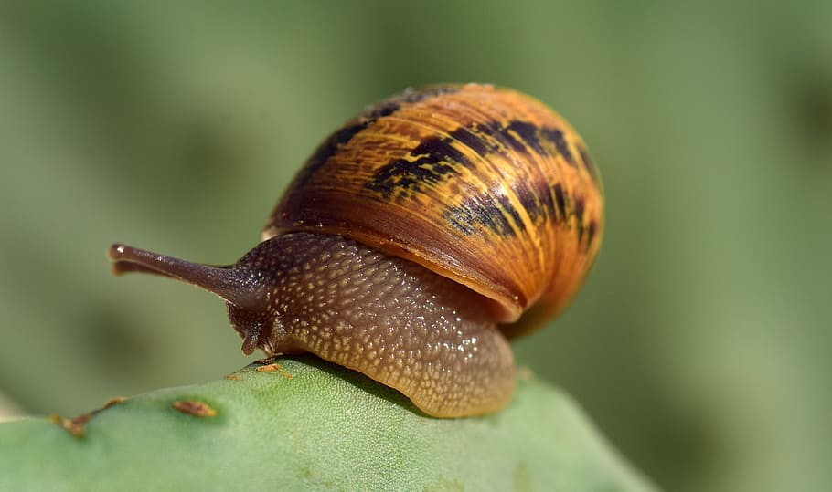 snail, cactus, macro, reptile, nature, shell, spiral, mollusk, close, snail shell