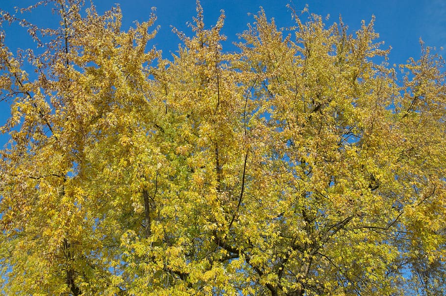 Yellow, Autumn, Tree, Leaves, blue, nature, leaf, outdoors, season, beauty In Nature