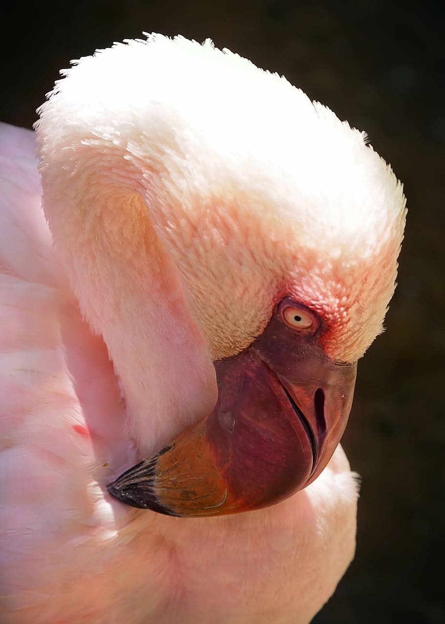 flamingo, pink, bird, tropical, nature, exotic, feather, zoo, color, feathers