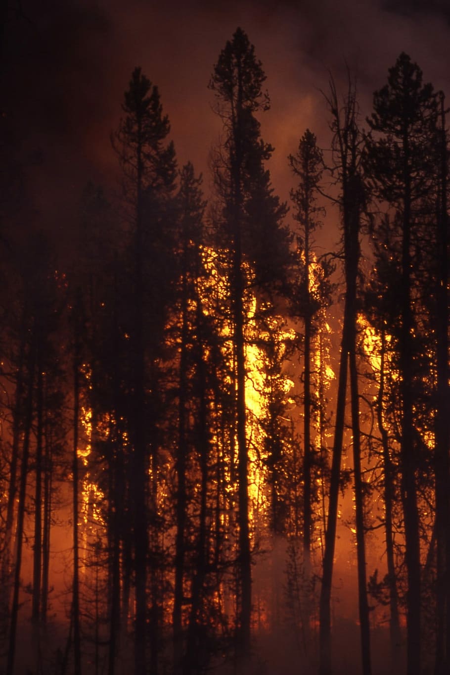 Incendio forestal, bosque, fuego, resplandor, humo, árboles, calor, quema, caliente, peligro