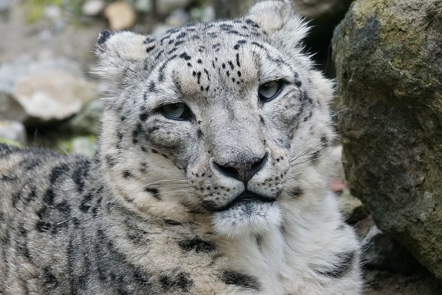 macan tutul albino, macan tutul salju, jantan, kucing, mamalia, dorman, margasatwa, hewan, karnivora, alam