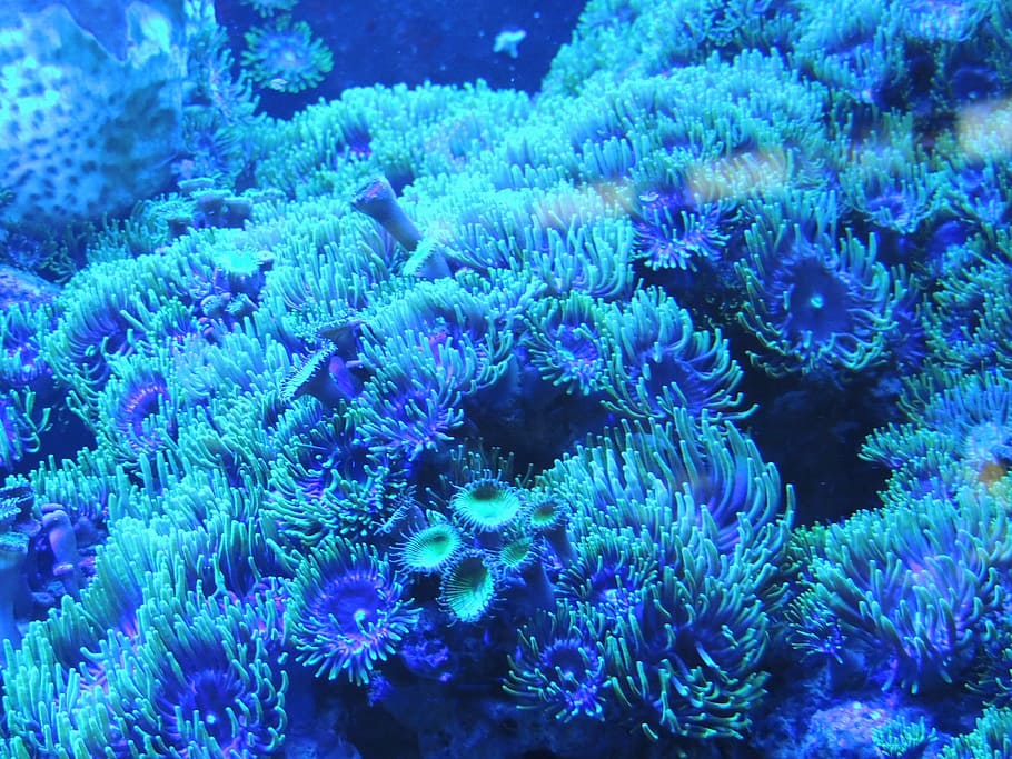 blue, corals, sea, background, water, coral, reef, underwater, animal, nature
