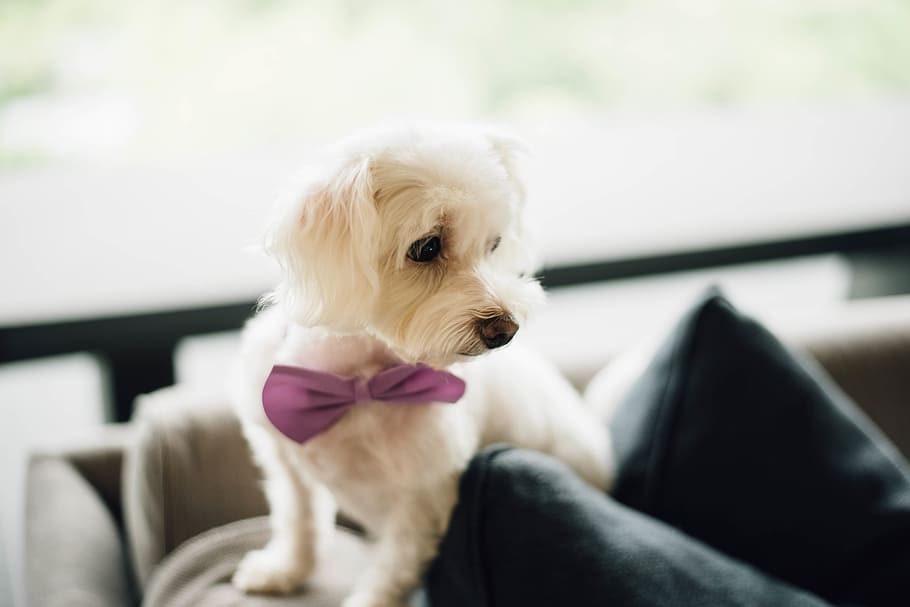shallow, focus photography, adult maltese, puppy, bow tie, cute, white, dog, pets, domestic