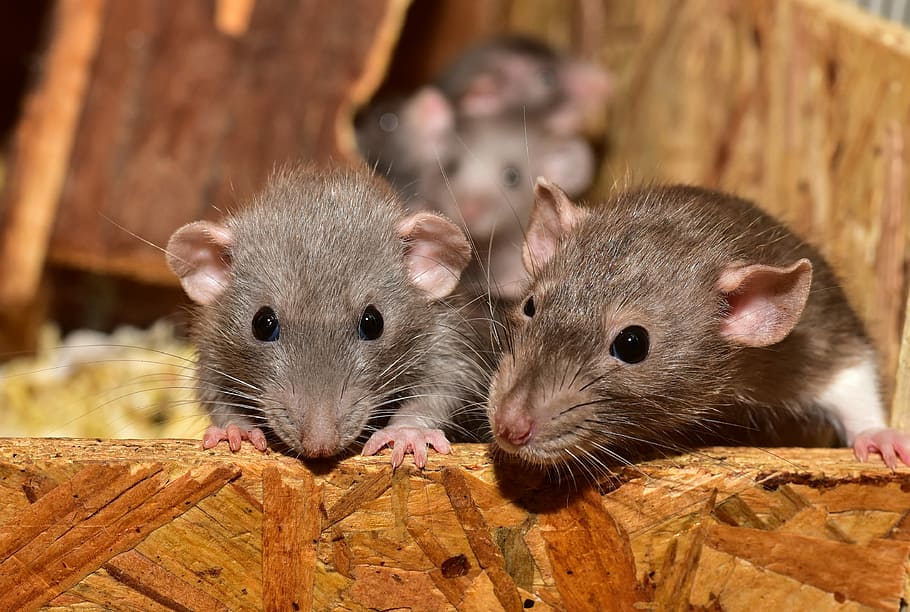 dua tikus laboratorium, lucu, hewan pengerat, tikus, kecil, hewan, mamalia, potret, pencarian, bulu