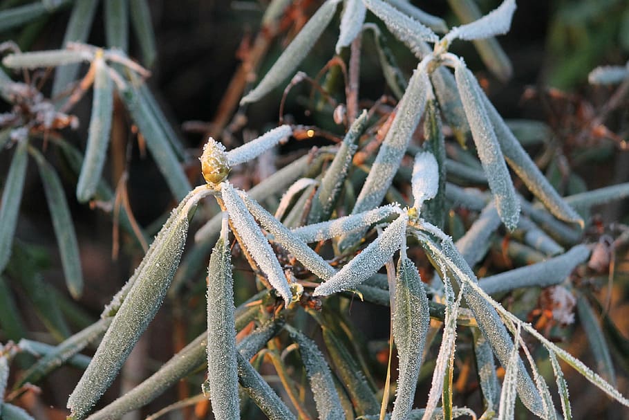 winter, frost, rhododendron, january, ze, green, frozen, close-up, focus on foreground, plant