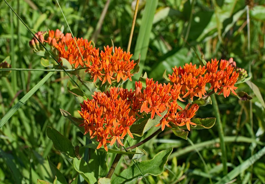 butterfly weed, wildflower, flower, blossom, bloom, plant, meadow, nature, orange, colorful