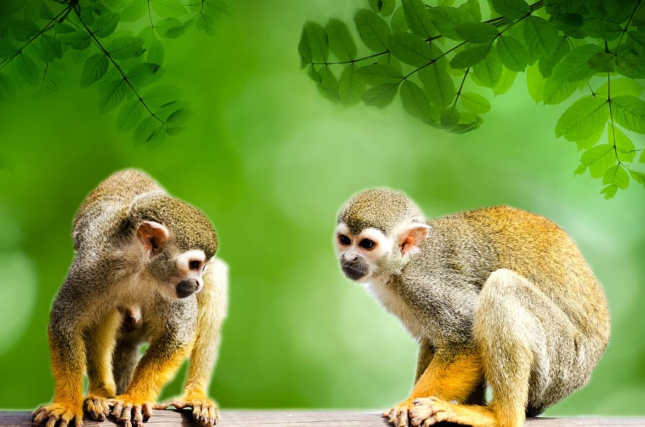 two, monkeys, looking, downward, monkey, amazon, squirrel, rainforest, tree, snout