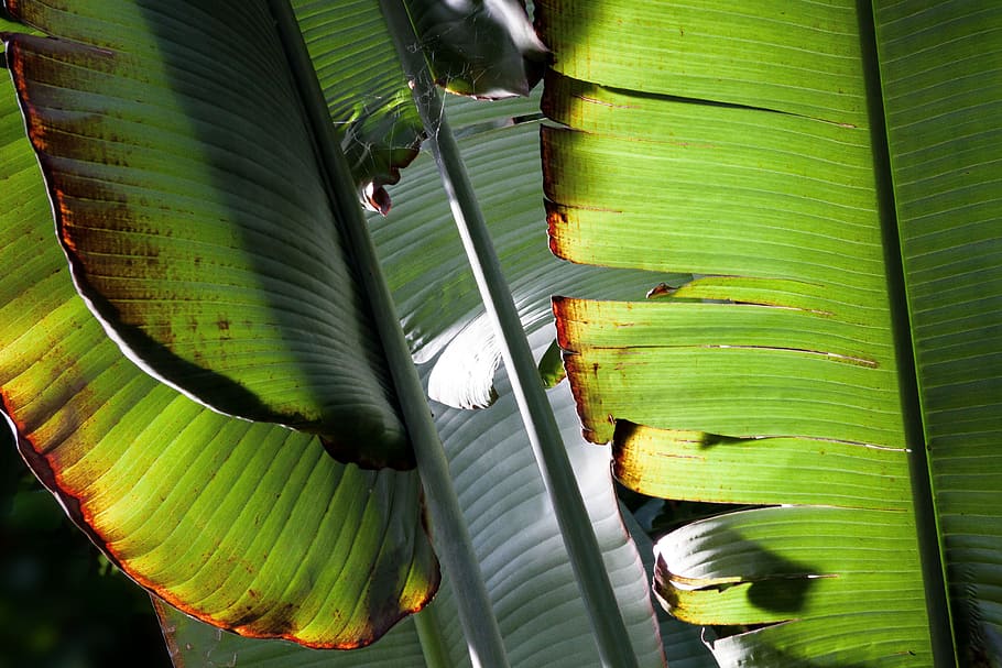 banana leaves, plant, green, leaf, exotic, banana tree, shine through, nature, flora, green color