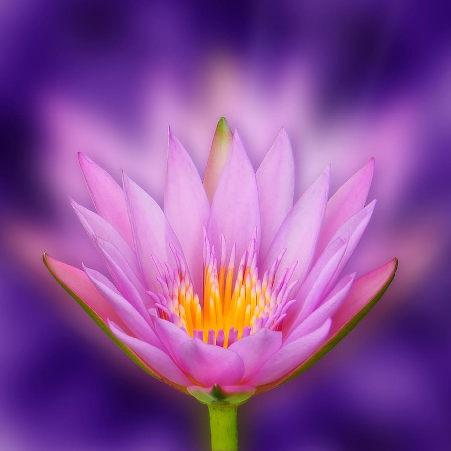 lotus, flower, bokeh, lotus blossom, light beam, zen, meditation ...