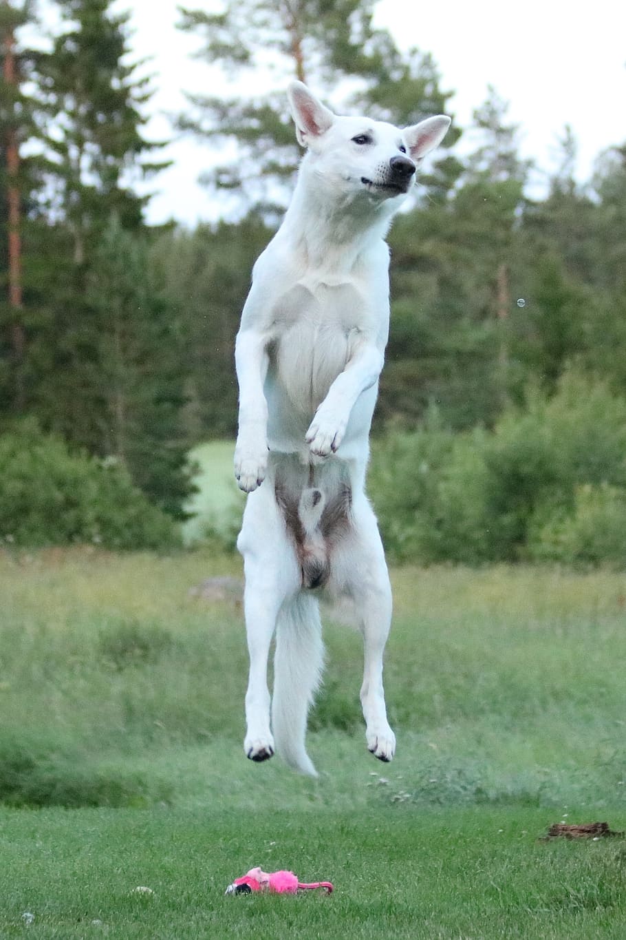 dog, dog jumps, white shepherd dog, white, shepherd dog, summer, jumping dog, rate, bounce, jump