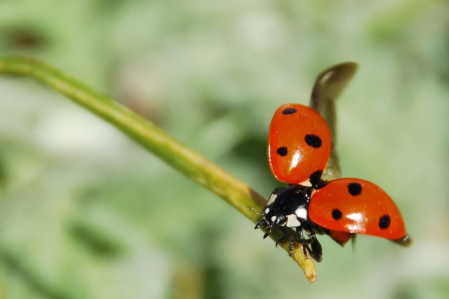 close, photography, ladybug, perched, green, stem, insect, nemrut, dagi, lucky ladybug